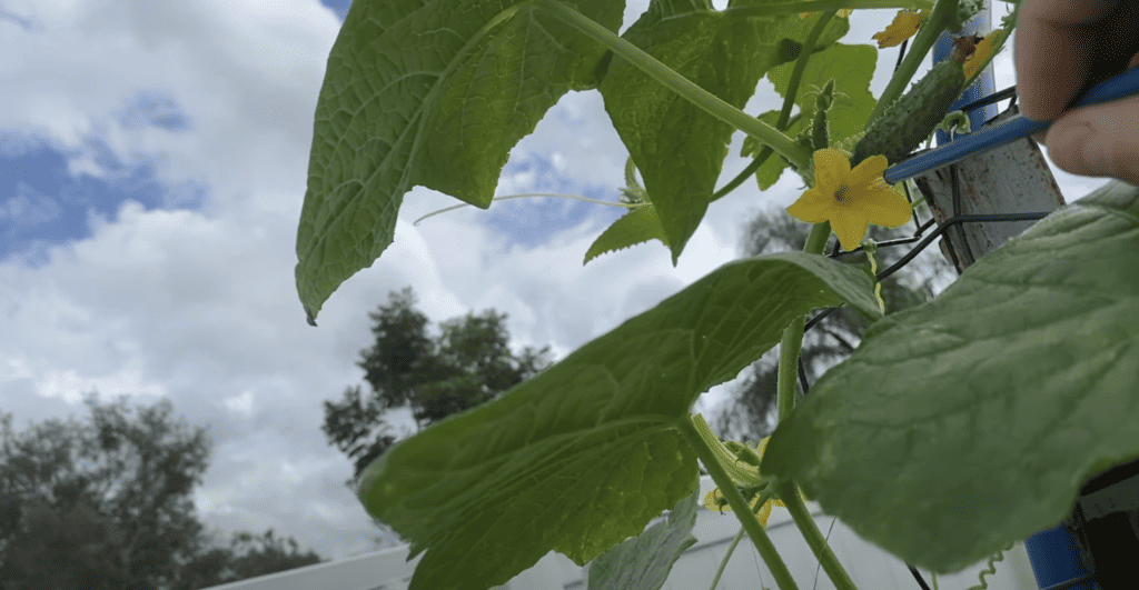 hand pollinating cucumbers